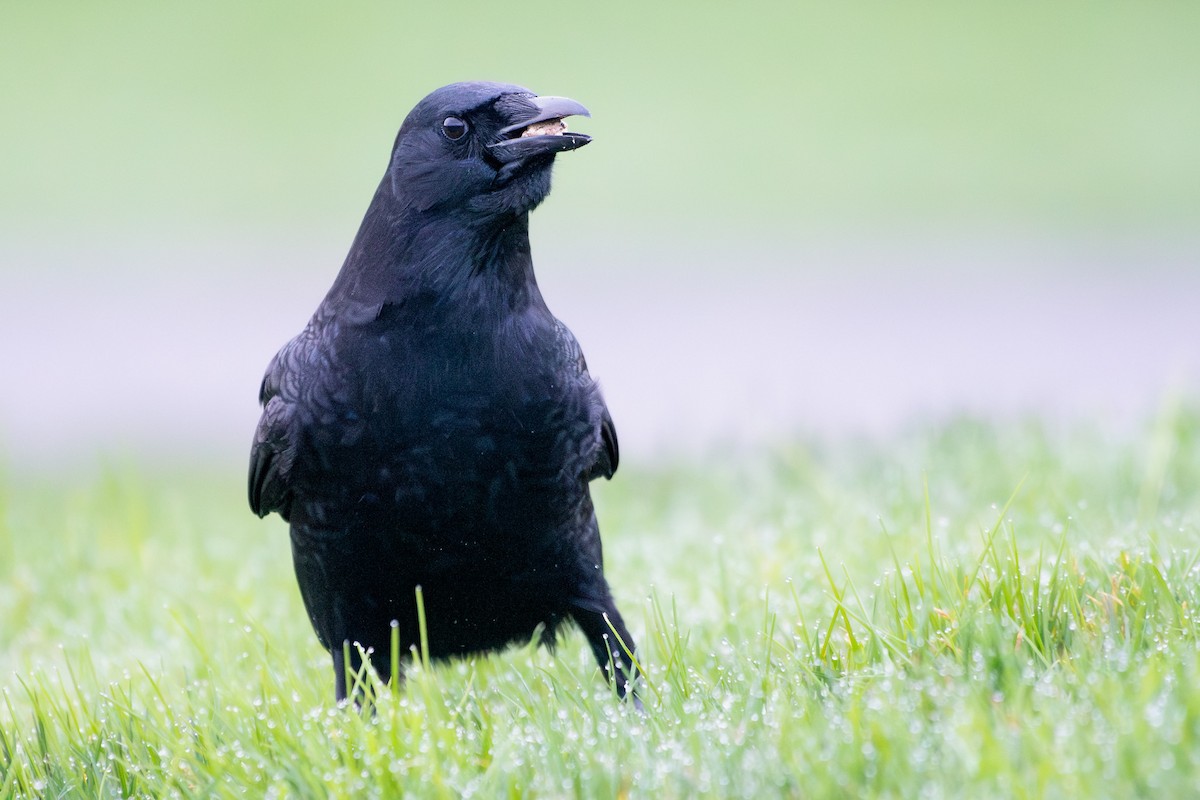 American Crow - ML646295292