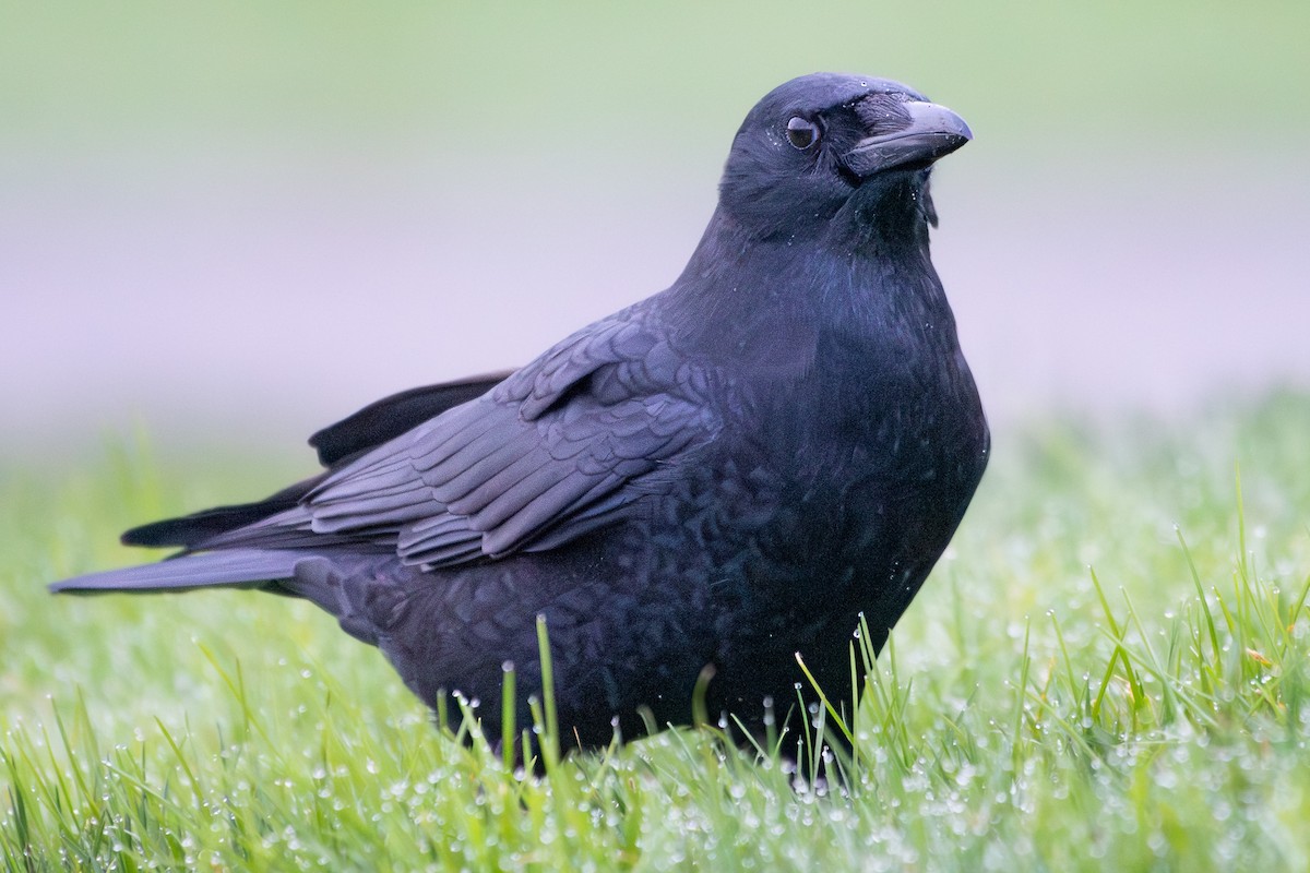 American Crow - ML646295294