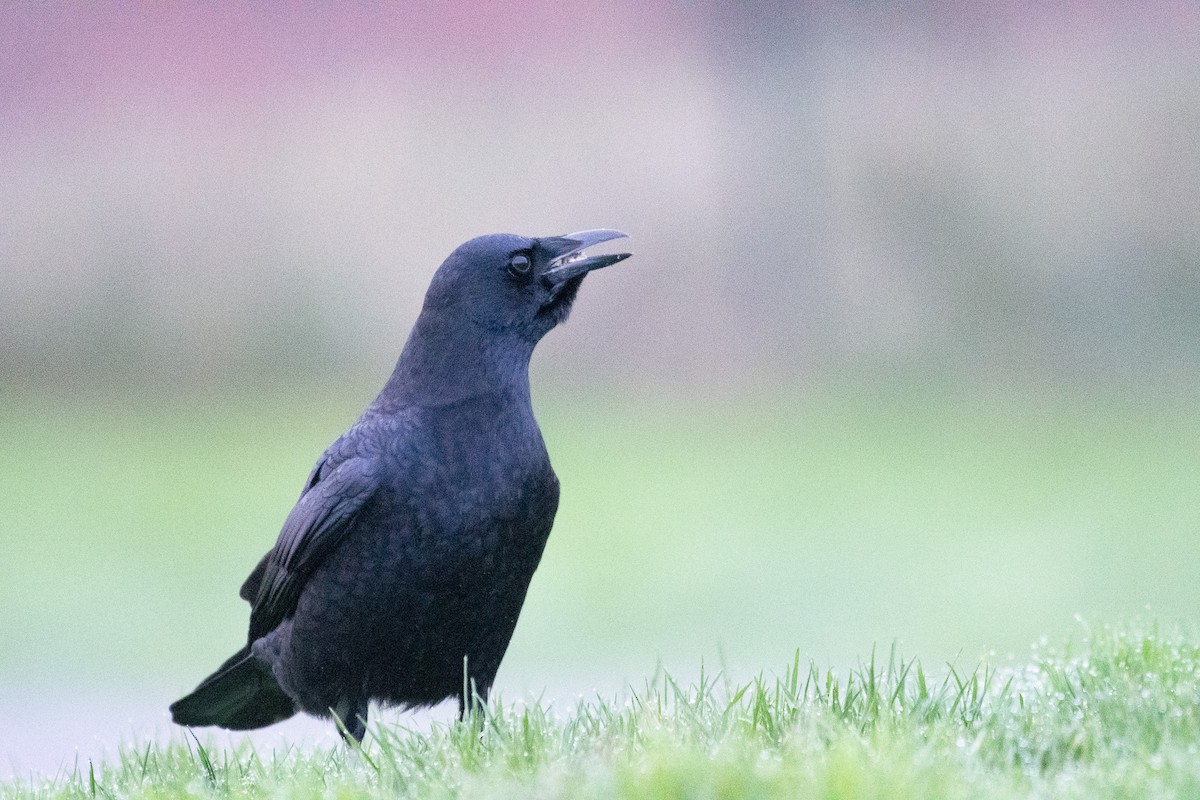 American Crow - ML646295295