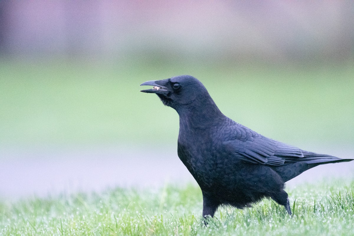 American Crow - ML646295296