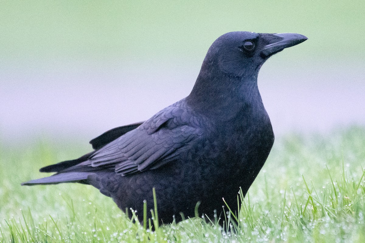 American Crow - ML646295297