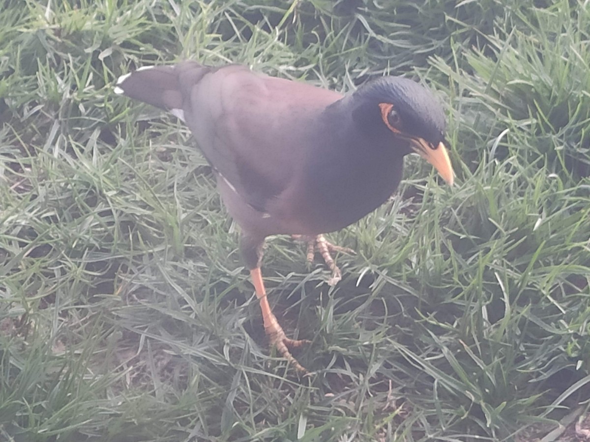 Common Myna - ML646295298