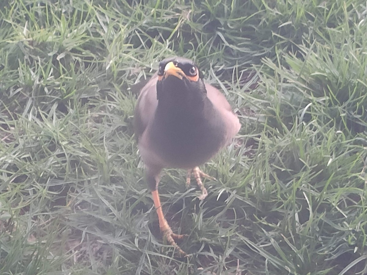 Common Myna - ML646295299