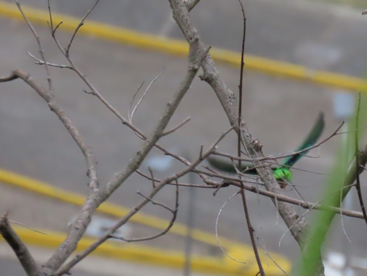 Green-rumped Parrotlet - ML646295300