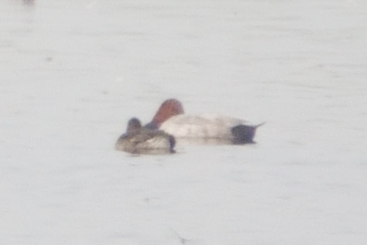 Common Pochard - ML646295301