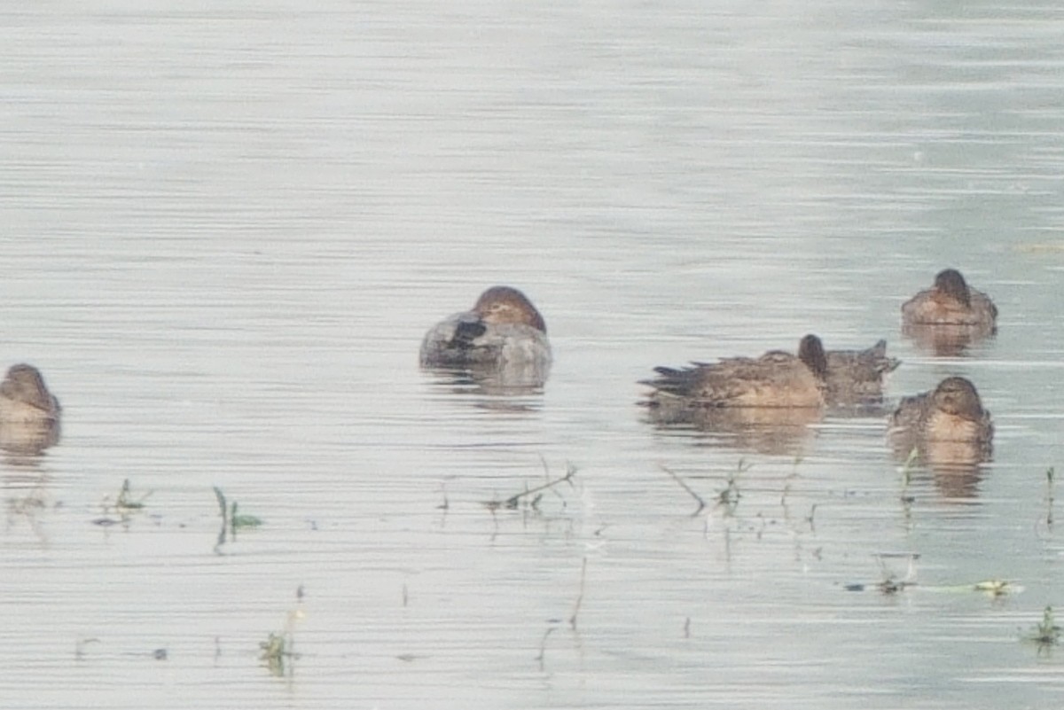 Common Pochard - ML646295302