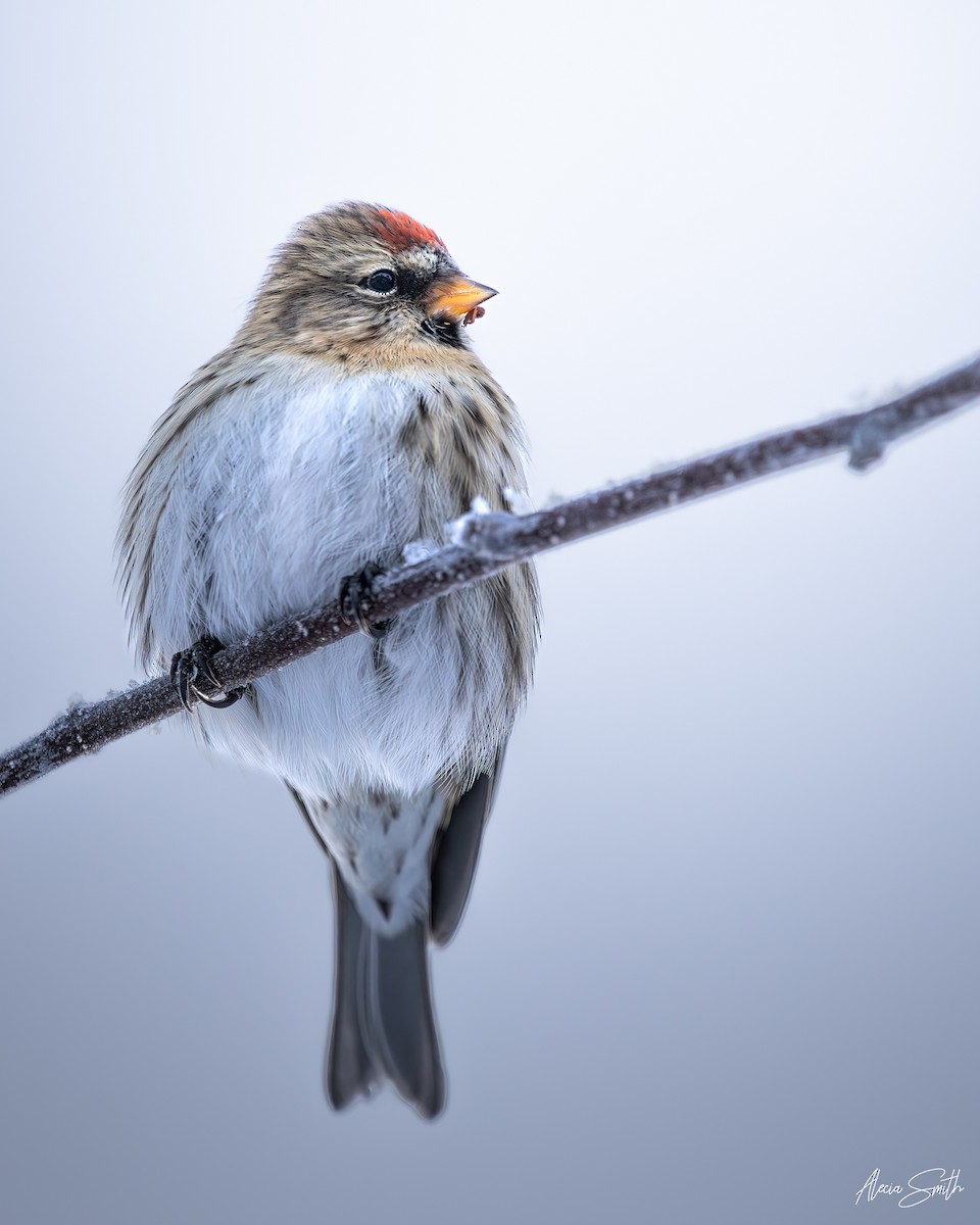 Redpoll - ML646295303