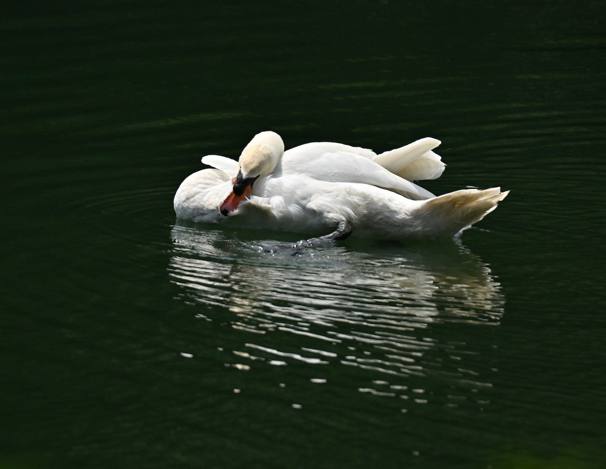 Mute Swan - ML646295307