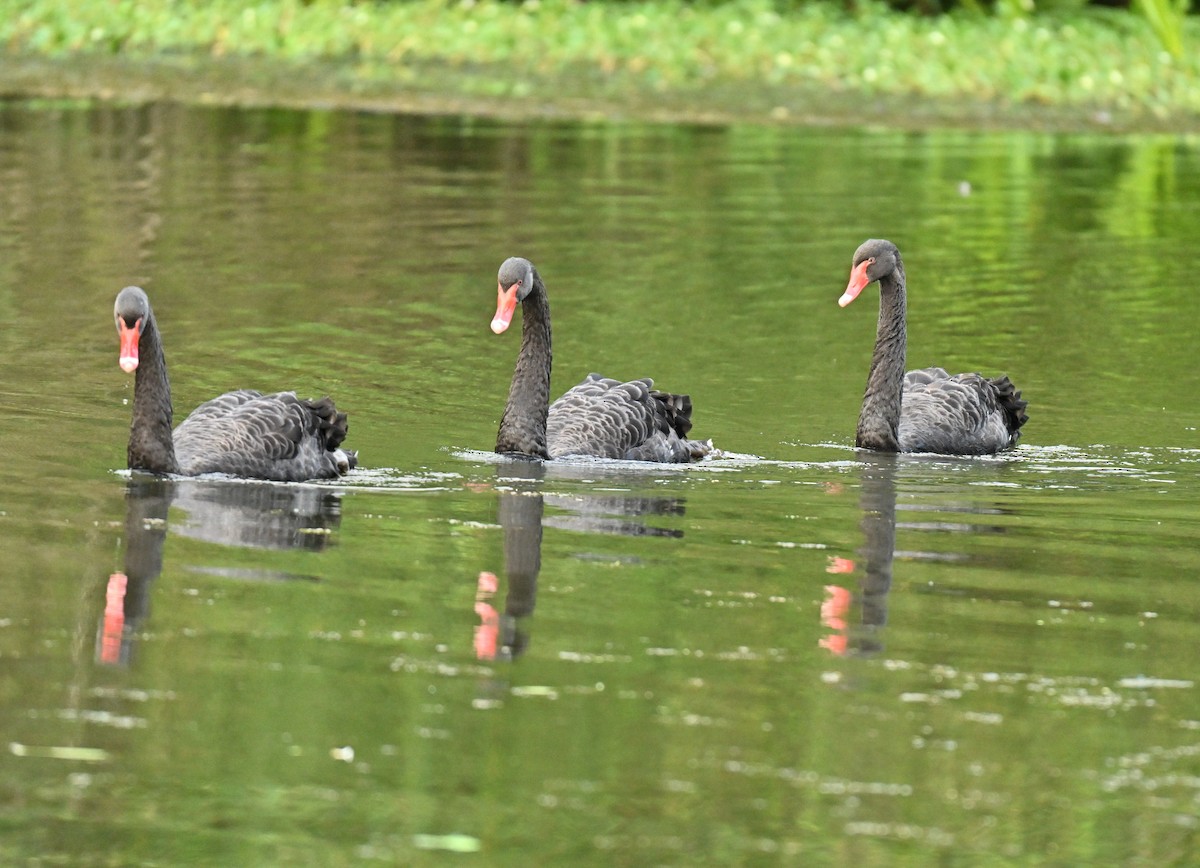 Black Swan - ML646295310