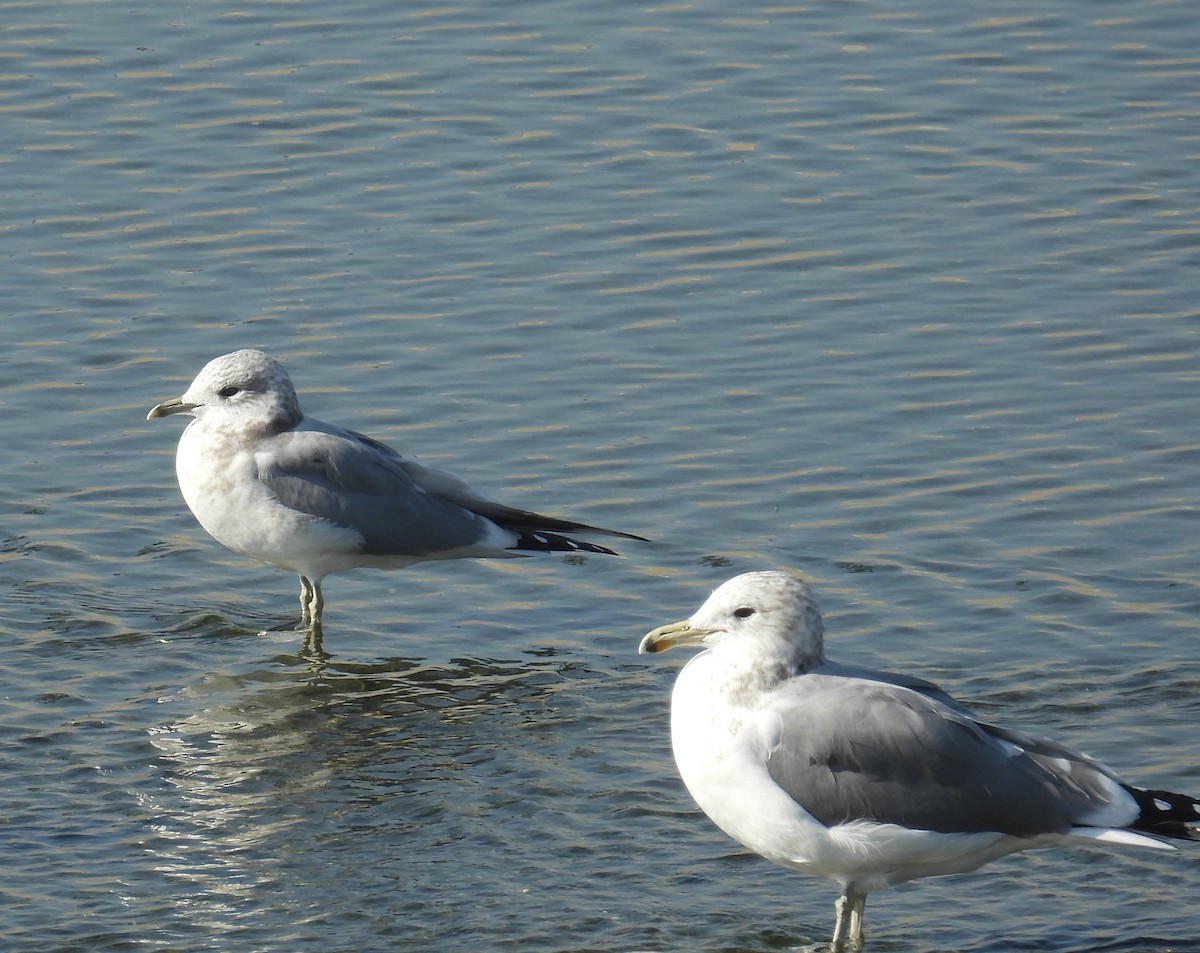 Short-billed Gull - ML646295312