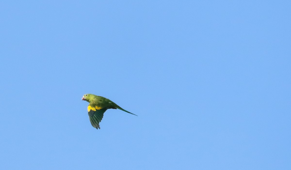 Yellow-chevroned Parakeet - ML646295313