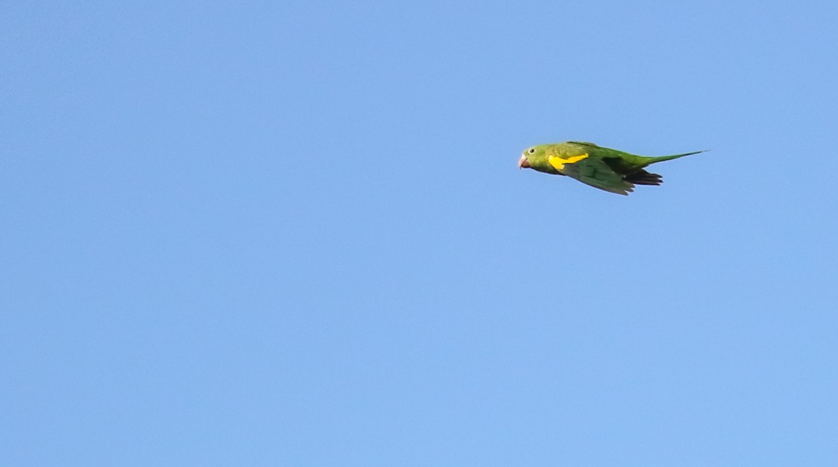 Yellow-chevroned Parakeet - ML646295314