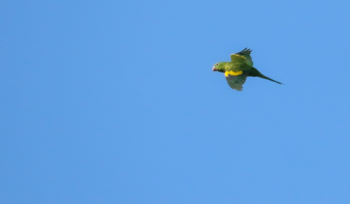 Yellow-chevroned Parakeet - ML646295315
