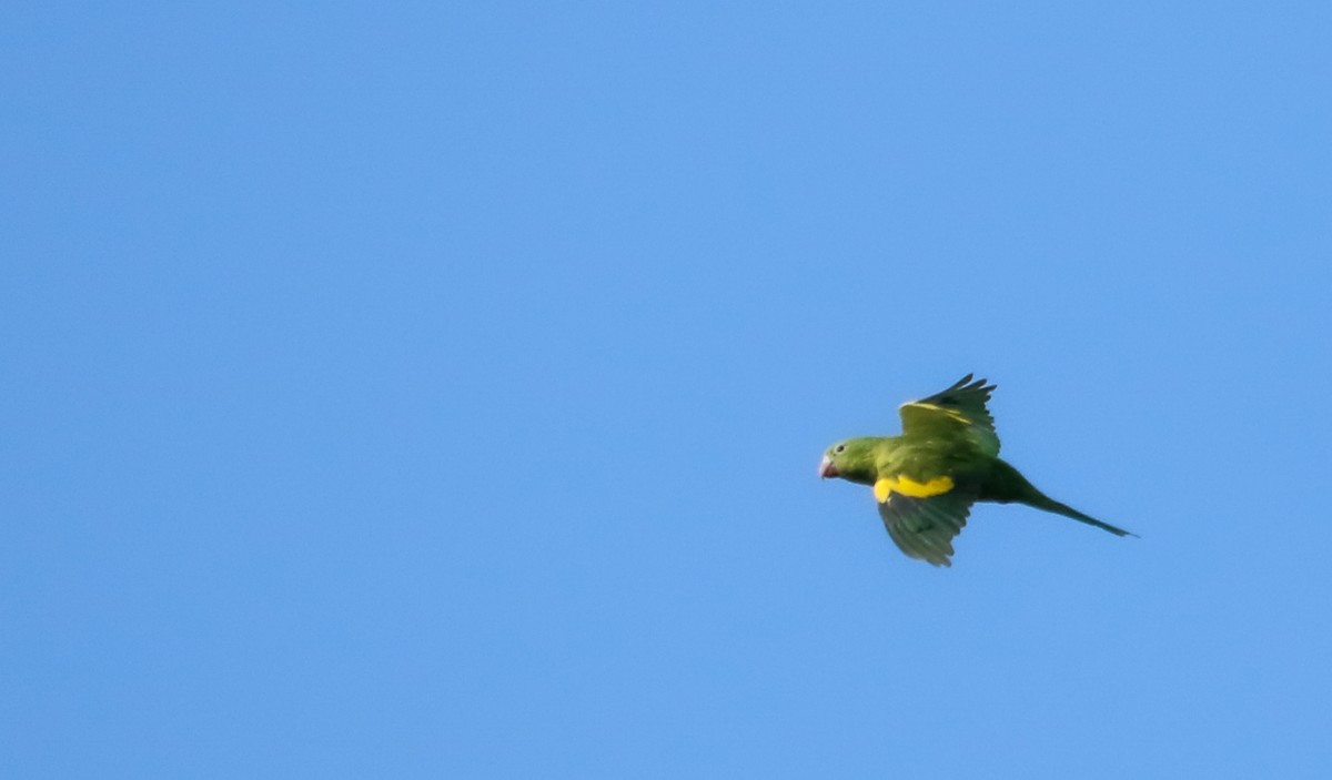 Yellow-chevroned Parakeet - ML646295316