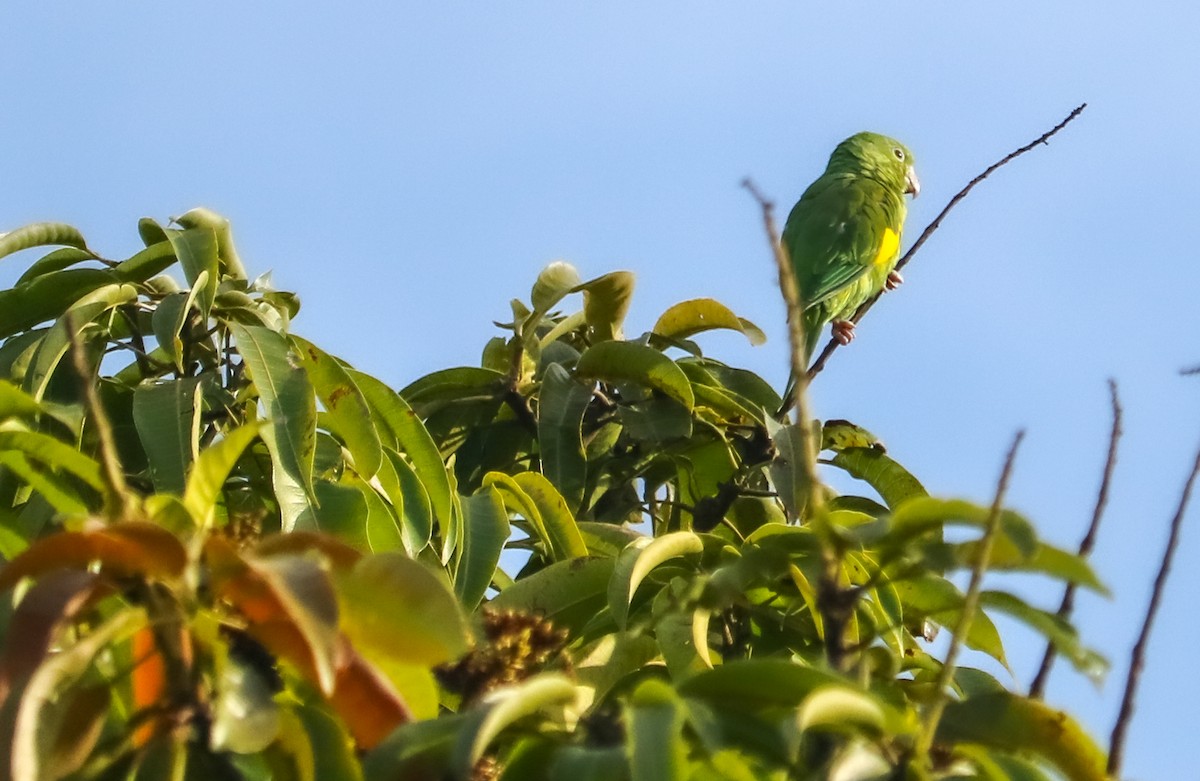 Yellow-chevroned Parakeet - ML646295317