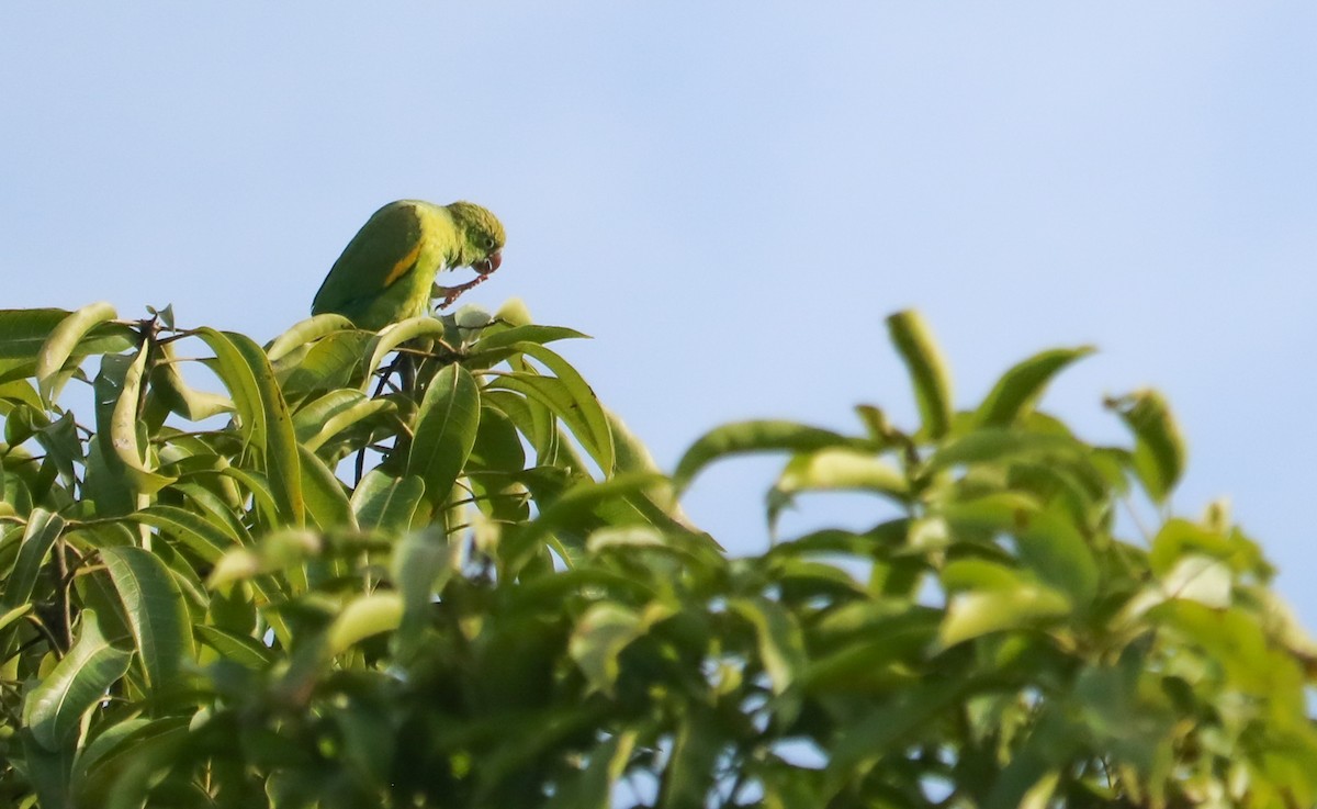 Yellow-chevroned Parakeet - ML646295318
