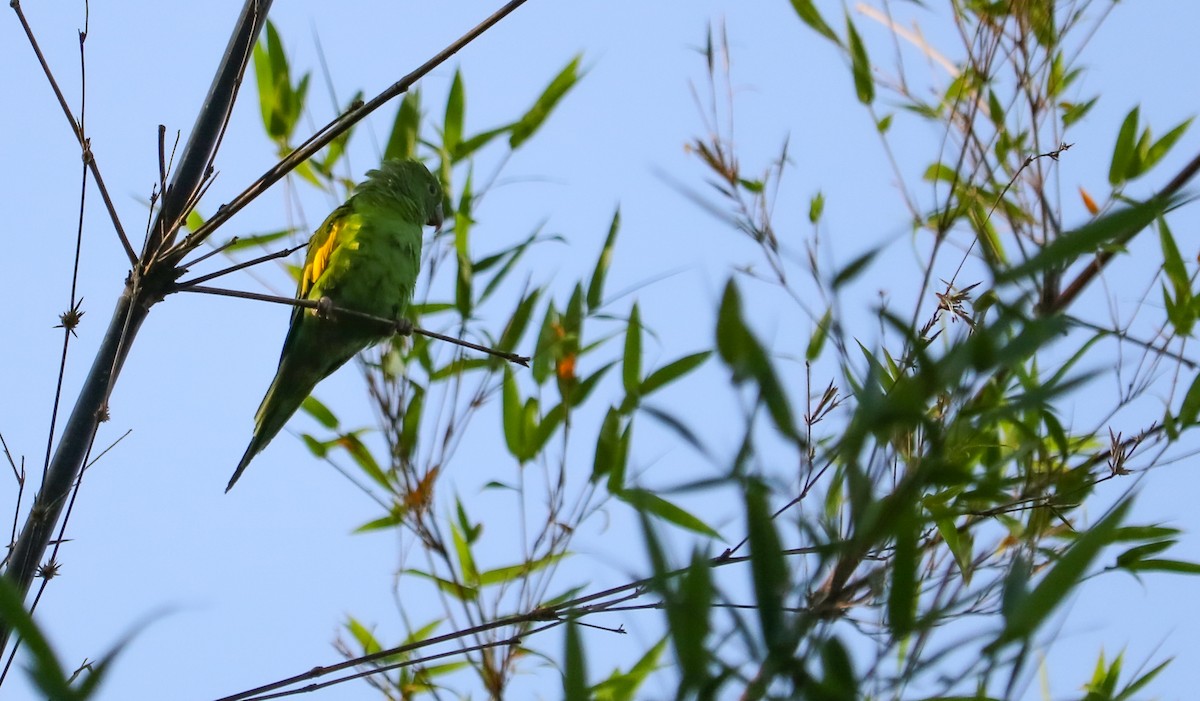 Yellow-chevroned Parakeet - ML646295319