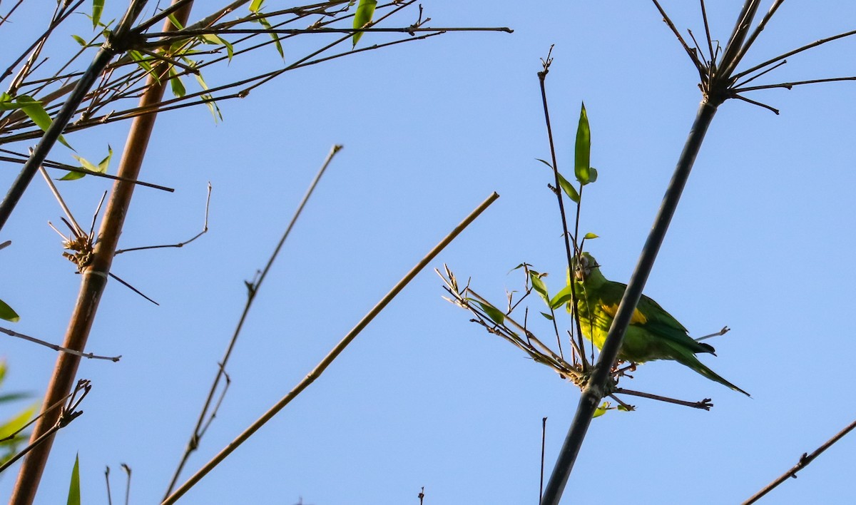Yellow-chevroned Parakeet - ML646295320