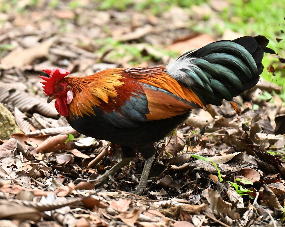 Red Junglefowl (Domestic type) - ML646295321