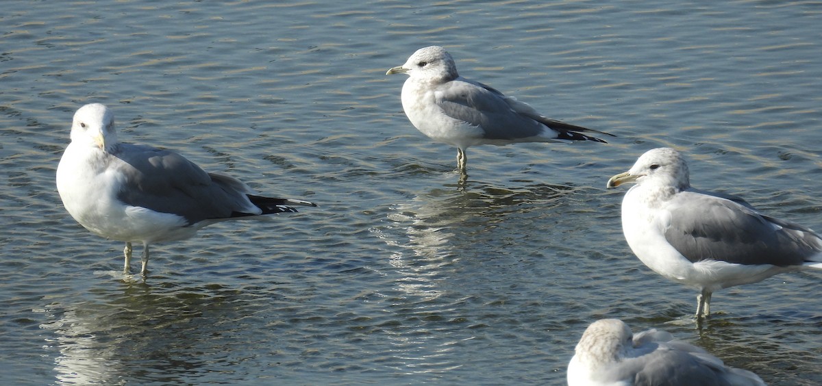 Short-billed Gull - ML646295322