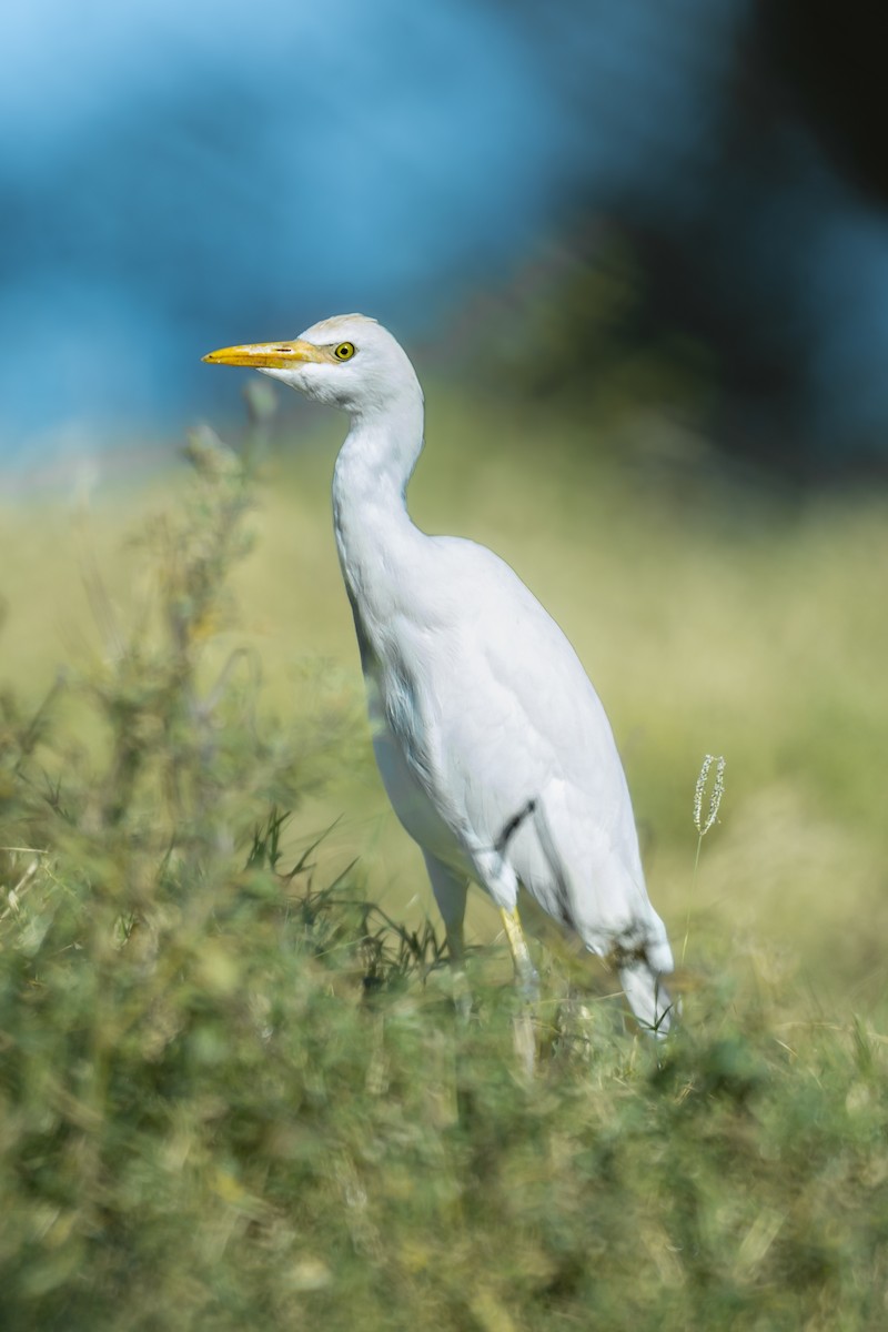 Western Cattle-Egret - ML646295323