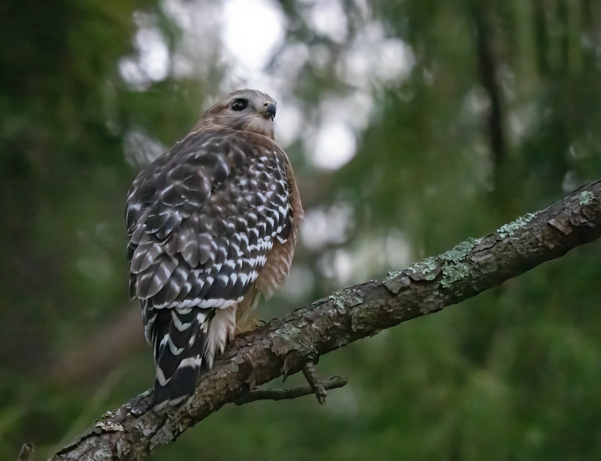 Red-shouldered Hawk - ML646295324