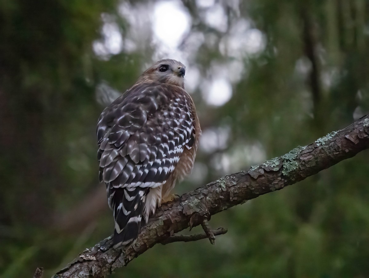 Red-shouldered Hawk - ML646295328
