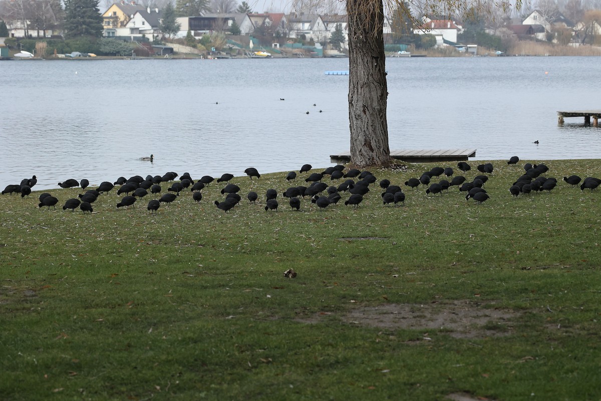 Folaga - ML646295334