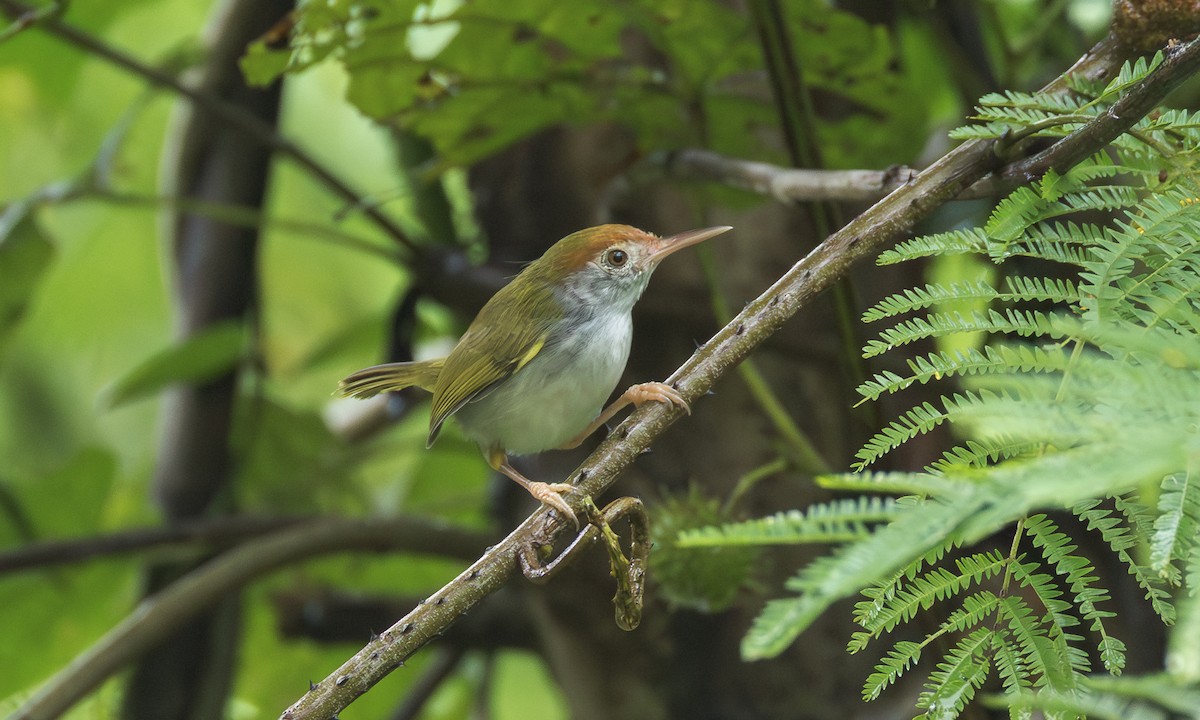 Dark-necked Tailorbird - ML646295340