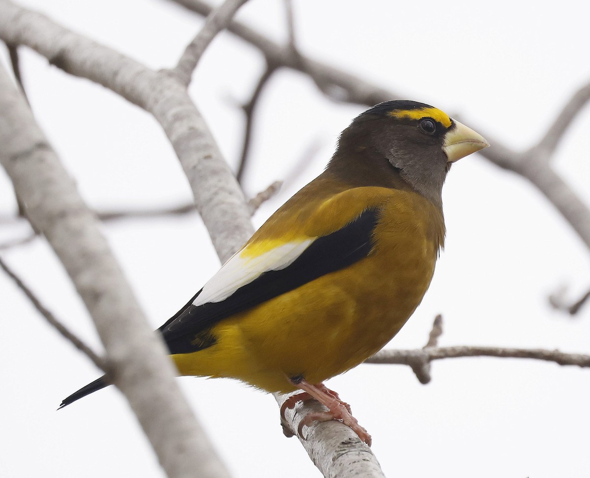 Evening Grosbeak - ML646295345