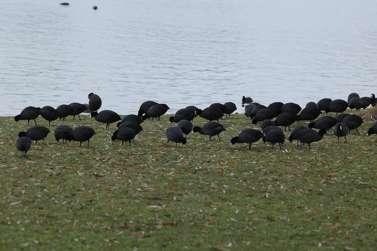 Folaga - ML646295347