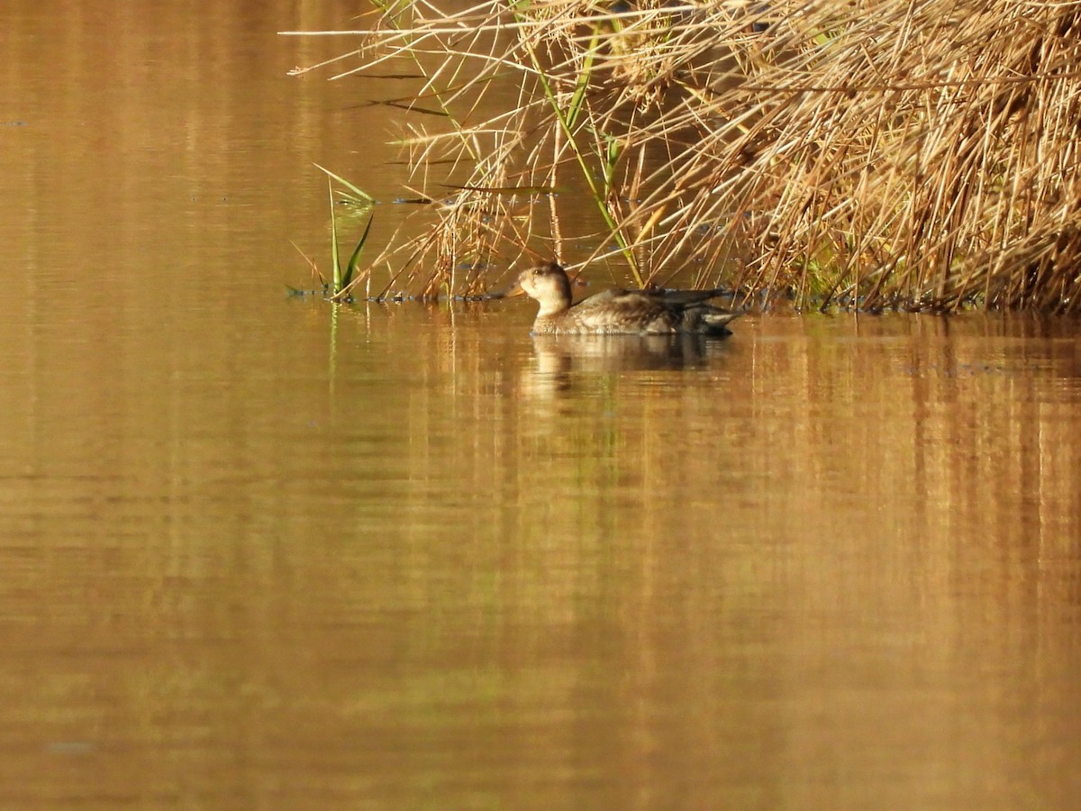 Green-winged Teal - ML646295351