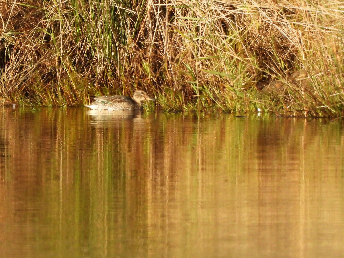 Green-winged Teal - ML646295352