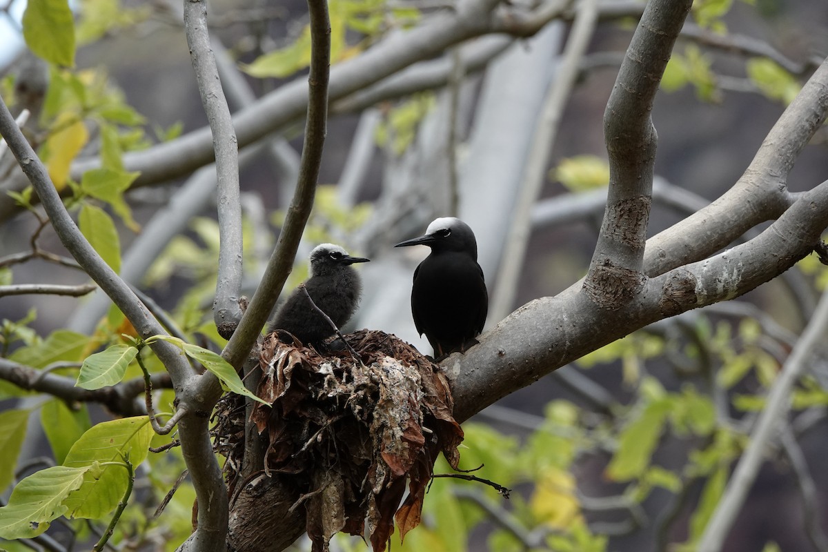 Black Noddy - ML646295353