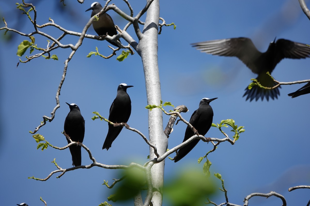 Black Noddy - ML646295357