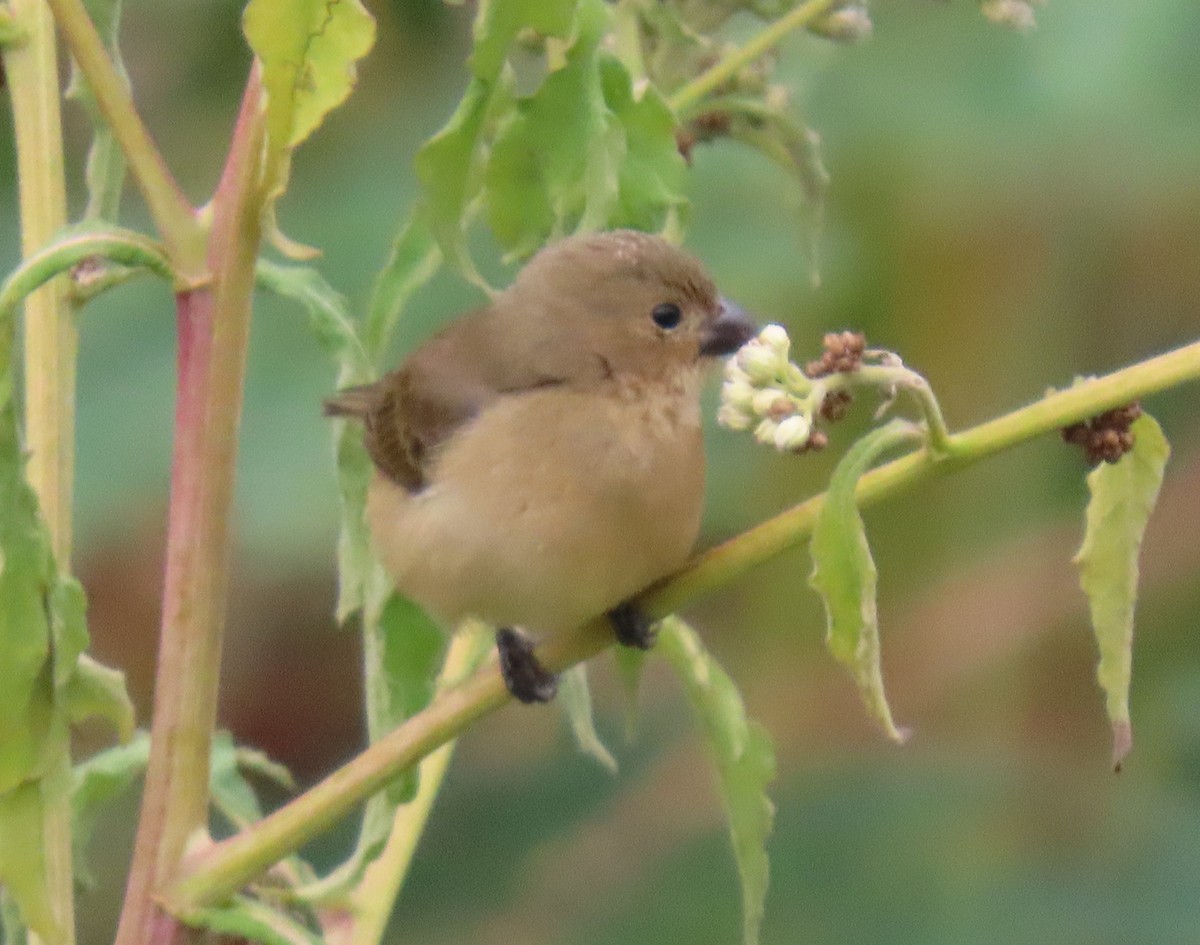 Black-faced Grassquit - ML646295358