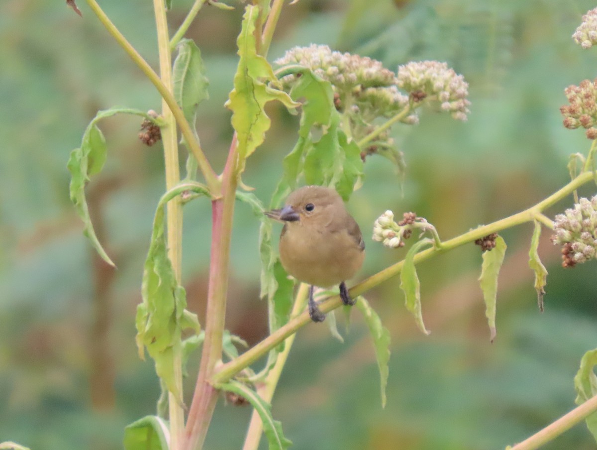 Black-faced Grassquit - ML646295359