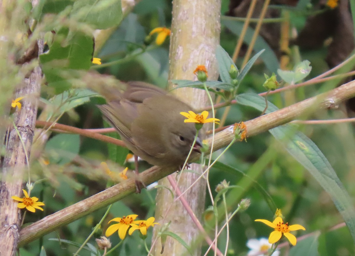Black-faced Grassquit - ML646295360