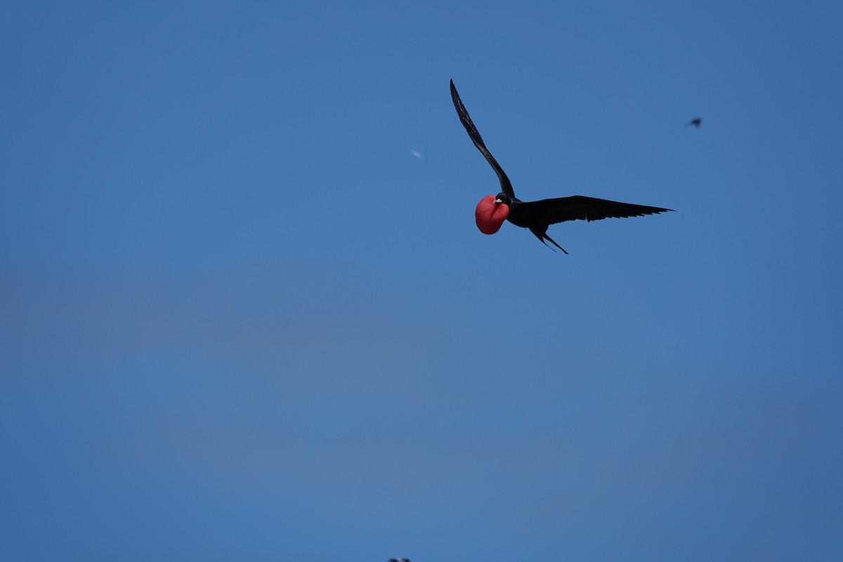 Great Frigatebird - ML646295364