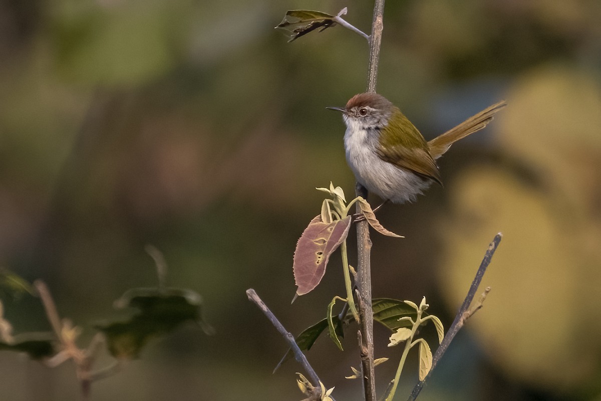 Common Tailorbird - ML646295365
