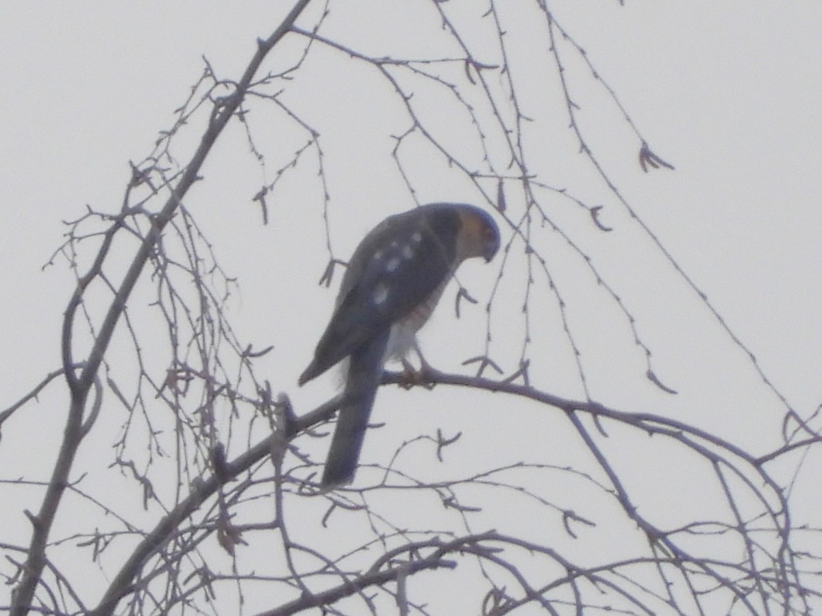 Eurasian Sparrowhawk - ML646295366