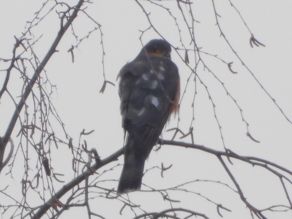 Eurasian Sparrowhawk - ML646295367