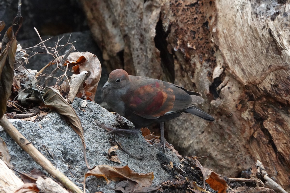 Marquesan Ground Dove - ML646295374
