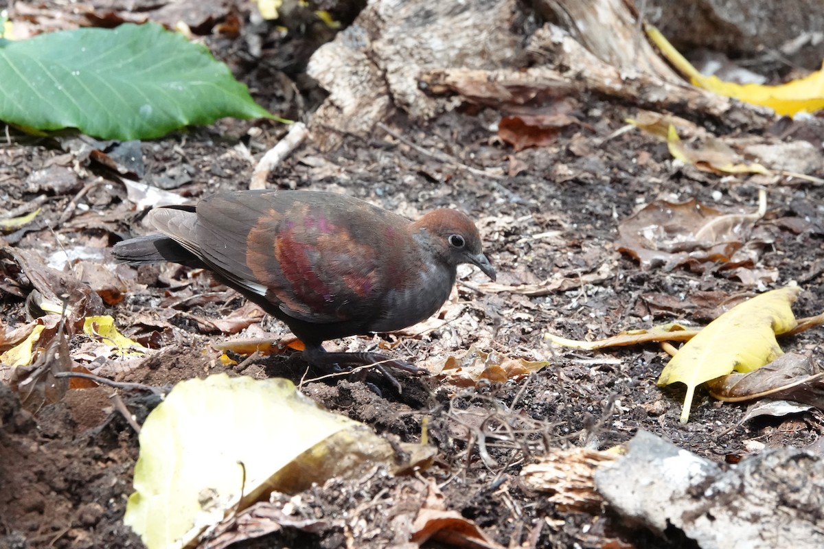Marquesan Ground Dove - ML646295378