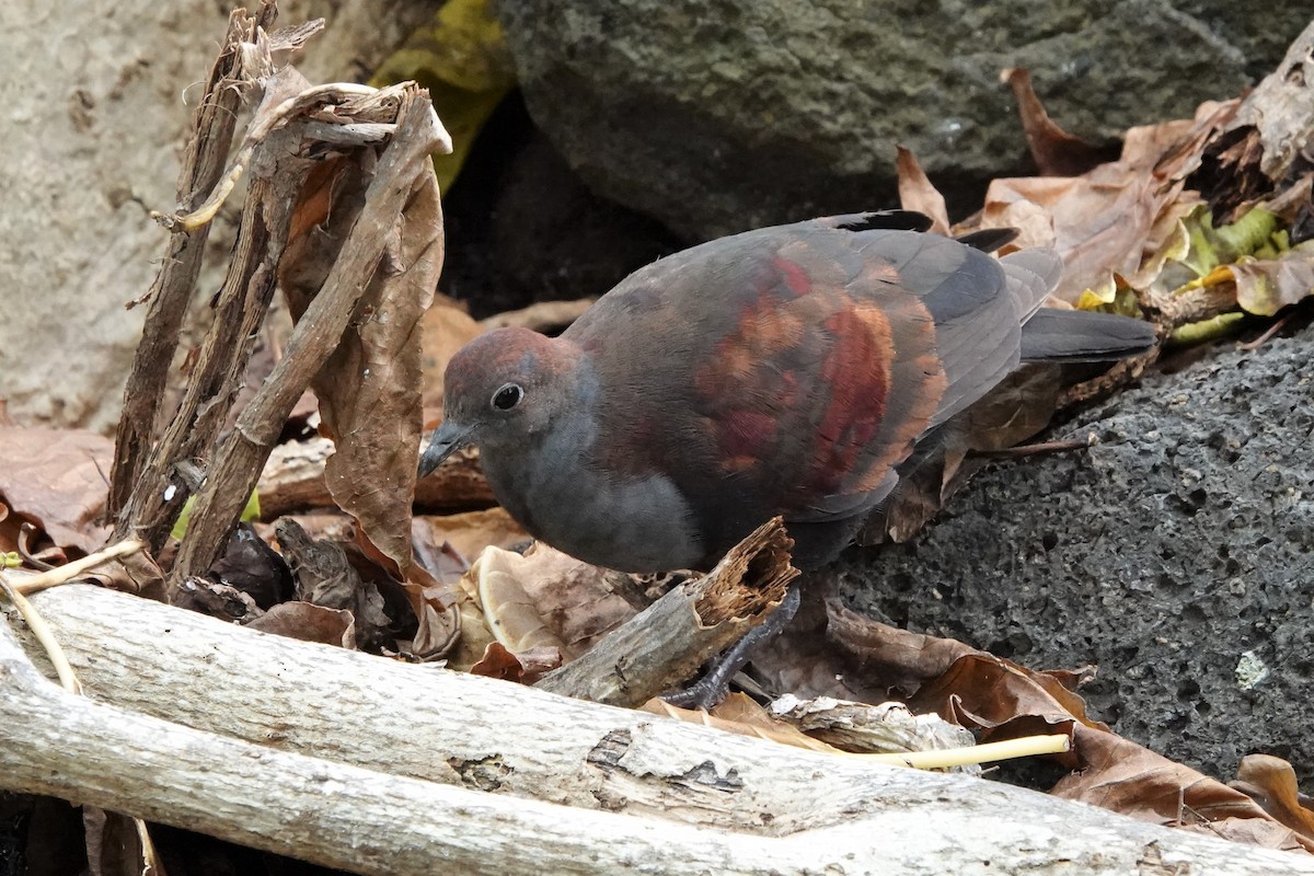 Marquesan Ground Dove - ML646295380