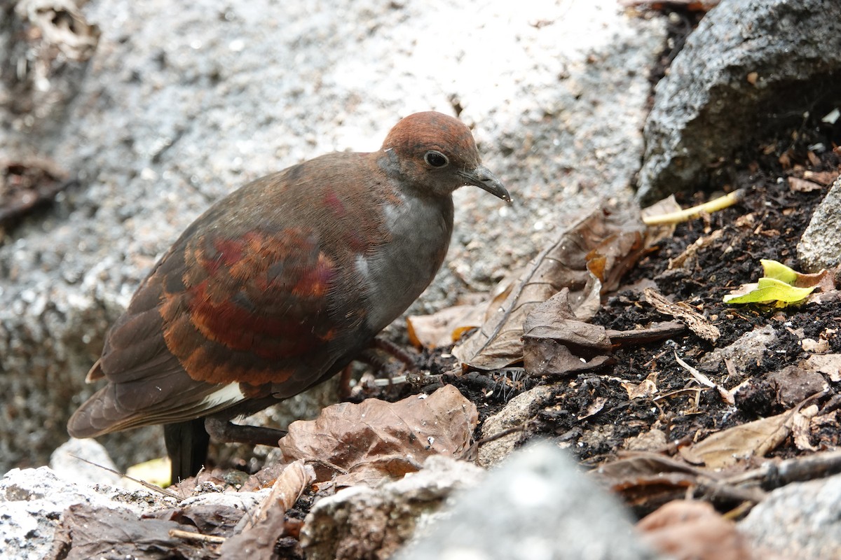 Marquesan Ground Dove - ML646295383