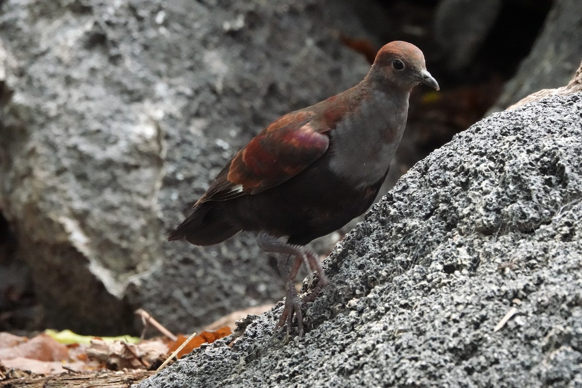 Marquesan Ground Dove - ML646295386