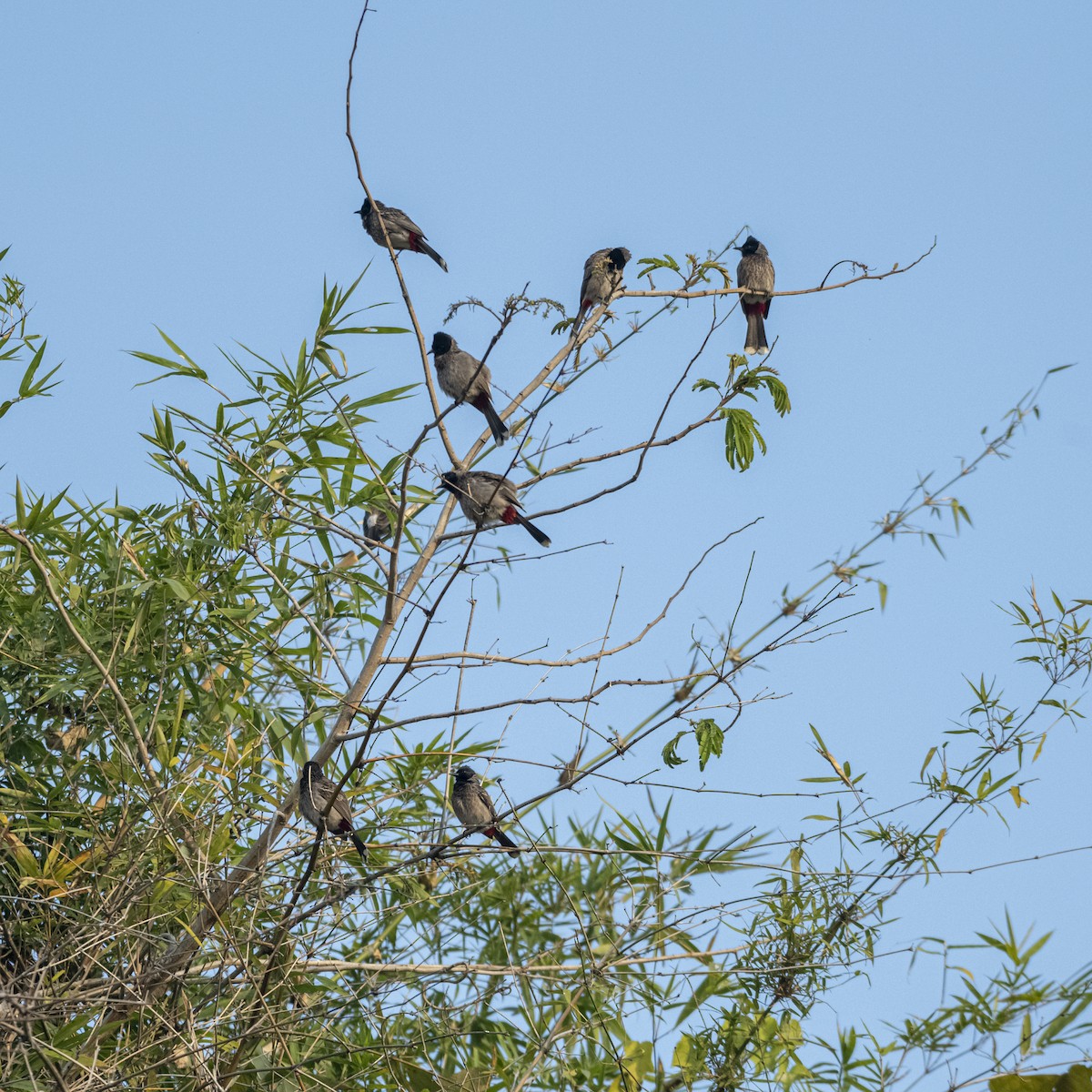 Red-vented Bulbul - ML646295389
