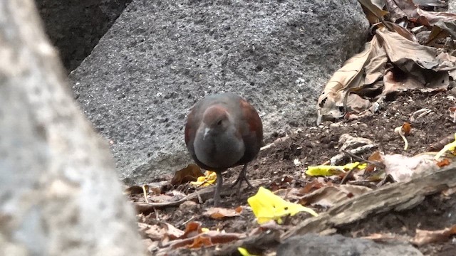 Marquesan Ground Dove - ML646295403