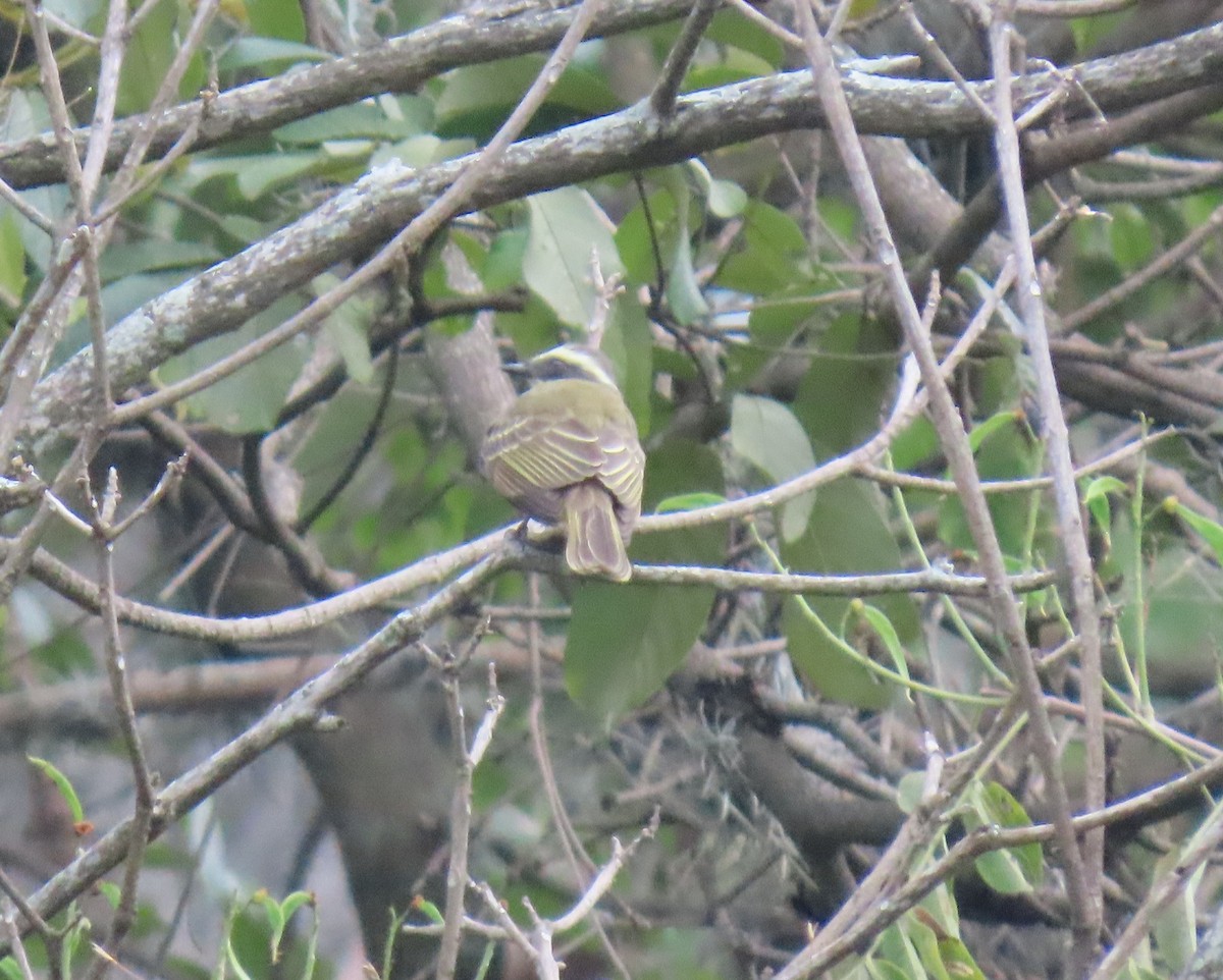 Sosyal Tiran - ML646295407